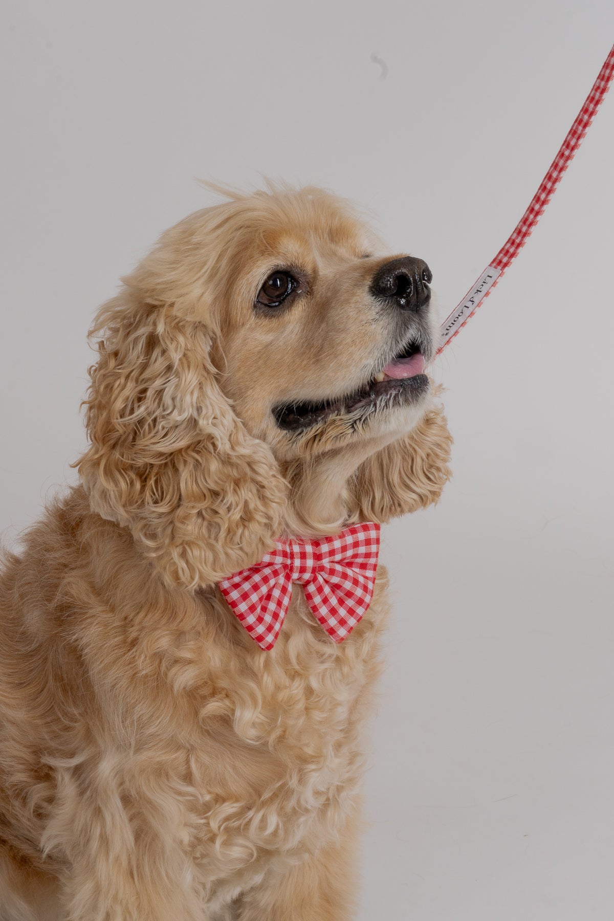 The Picnic Bow Leash